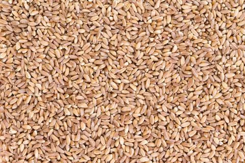 Background texture of pearled farro wheat Stock Photos