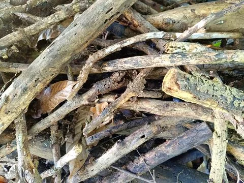 Background texture of a pile of tree branches. Stock Photos