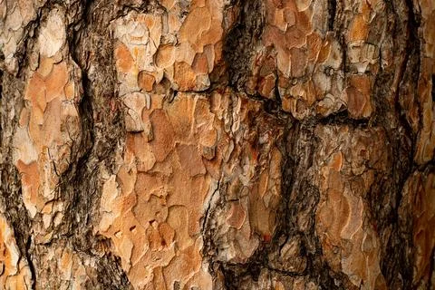 Background texture. Pine bark. In the forest at sunset. Foto stock
