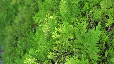 Background texture of pine needles landscape design Stock Footage 139503833