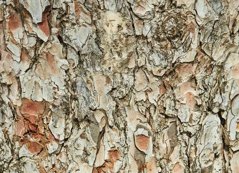 Background, texture of pine tree bark in high resolution Stock Photos