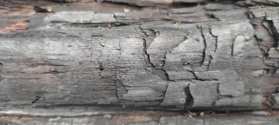 Background texture of a pine tree burnt by fire Stock Photos