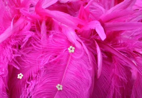 Background, texture of pink feathers Stock Photos