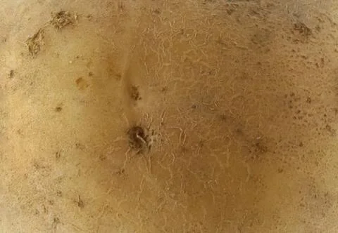 Background texture of potato vegetable. Stock Photos