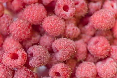 Background texture of raspberry frozen. Stock Photos