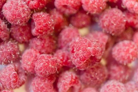 Background texture of raspberry frozen. Stock Photos