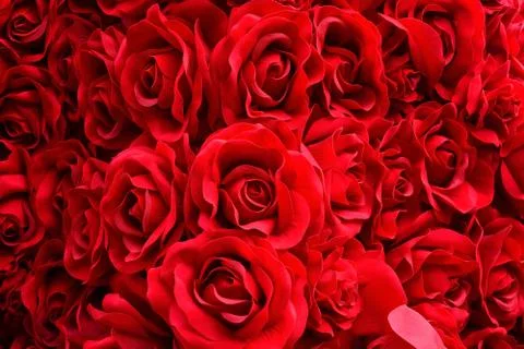 Background texture of red artificial rose Stock Photos