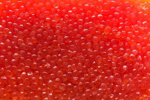 Background texture of red salmon caviar. Stock Photos