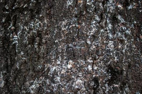 Background texture  Relief texture of the brown bark of a tree with white moss Stock Photos