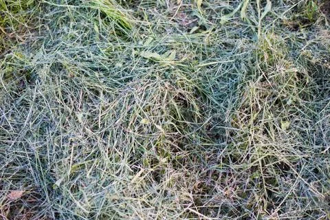 Background as a texture from a repeating pattern Foto stock