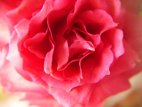 Background texture of rose bud petals in pink Stock Photos