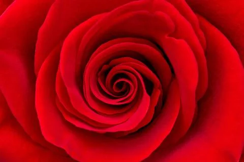Background texture of rose flower Stock Photos
