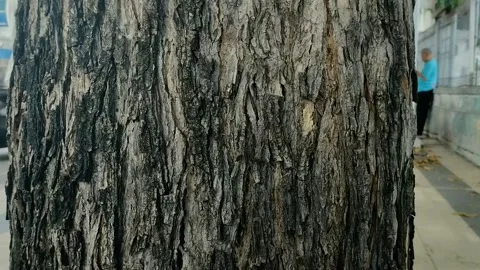 Background texture rough tree bark. texture effect. natural background Stock Footage 291612427