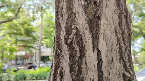 Background texture rough tree bark. texture effect. natural background 動画素材 291612428