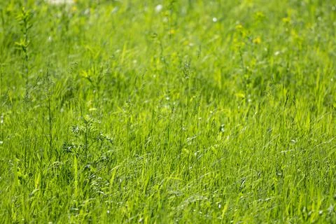 The background texture of the saturated bright high grass is very green 스톡 사진