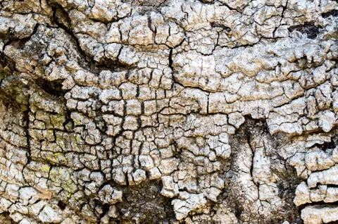Background texture scaly oak tree bark Stock Photos