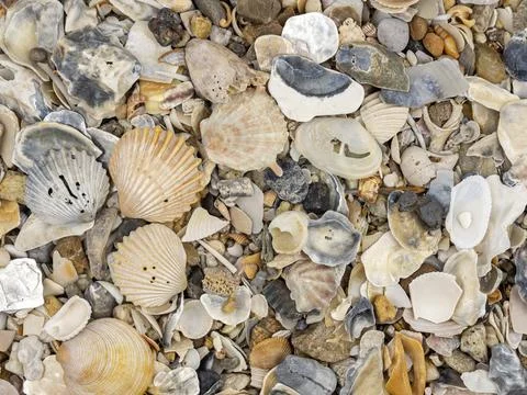 Background Texture Of Sea Shells. Assortment of sea shells on the beach. Stock Photos