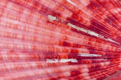 Background texture of seashell red color macro photo background texture of... Foto stock