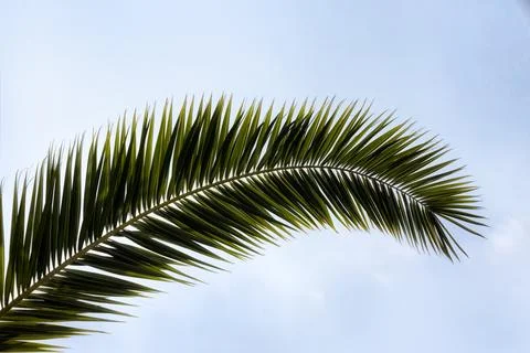 Background texture of single palm tree leaf against blue sky and clouds Stock Photos