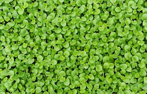 Background texture of small fresh green leaves Stock Photos