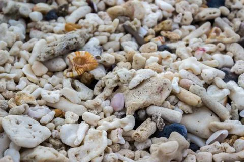 Background texture of small shells and crushed corals Foto stock