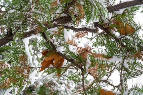 Background texture, snow-covered fallen yellow leaves on branches of pine fir  Stock-Fotos