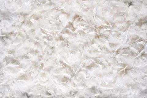 Background texture of soft white feathes Stock Photos