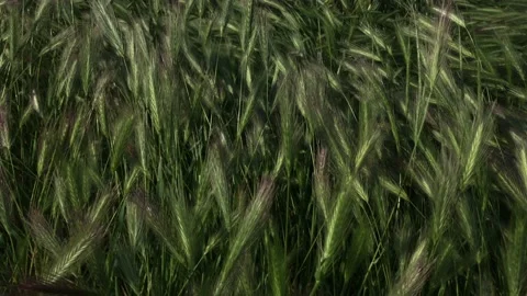 Background texture spiked plants grass Stock Footage 161005629
