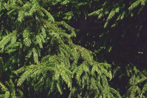 Background texture. Spruce green branches, copy space Stock Photos