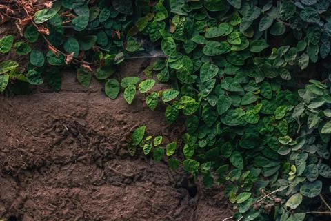 Background, texture of a stone wall with creepers and green vegetation Stock Photos