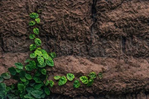 Background, texture of a stone wall with creepers and green vegetation Stock Photos
