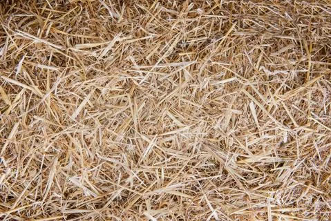 Background texture of straw closeup. Natural texture Stock Photos