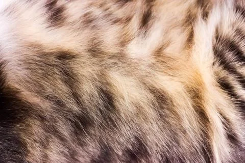 Background texture striped cat fur, wool close up Stock Photos