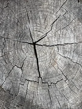Background texture: structure of cut wood, close-up. Oak stump with cracks .. Stock Photos