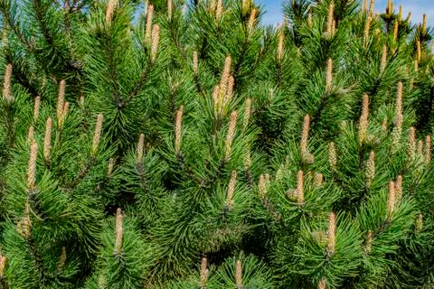 Background texture of a succulent green grass. Best green plant background Stock Photos
