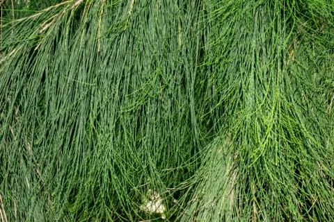 Background texture of a succulent green grass. Best green plant background Stock Photos