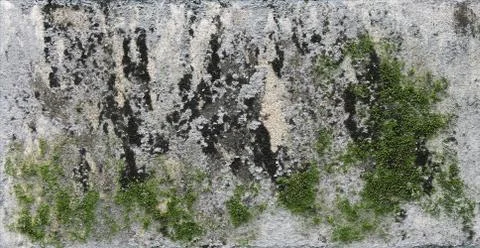 Background texture: the surface of old concrete slab covered with moss or alg Stock Photos