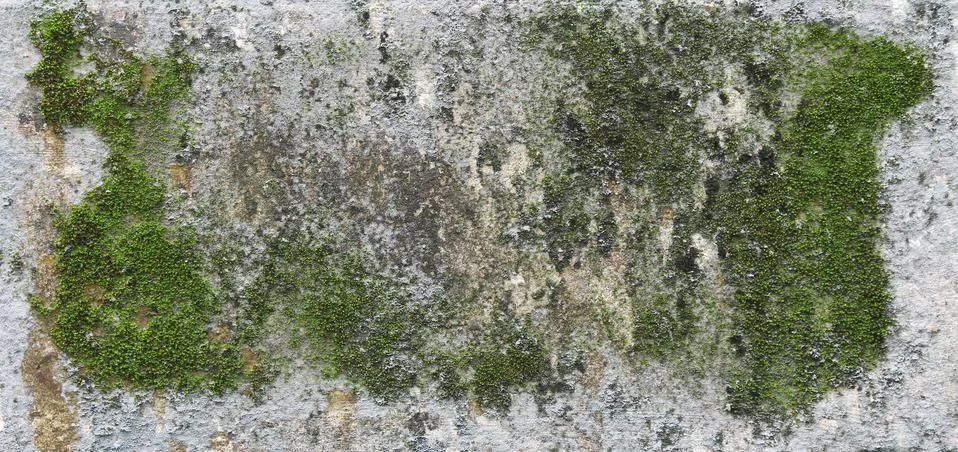 Background texture: the surface of old concrete slab covered with moss or alg Stock Photos
