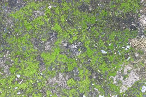 Background texture: the surface of old concrete slab covered with moss or alg Stock Photos