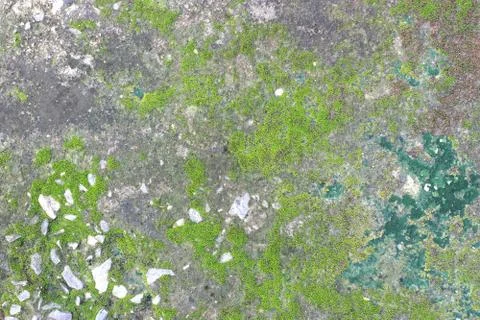 Background texture: the surface of old concrete slab covered with moss or alg Foto stock