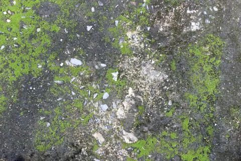 Background texture: the surface of old concrete slab covered with moss or alg Stock Photos