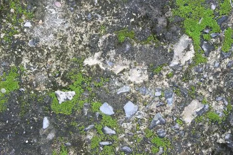 Background texture: the surface of old concrete slab covered with moss or alg Stock Photos