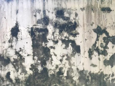 Background texture the surface of old concrete slab covered with moss or algae Stock Photos