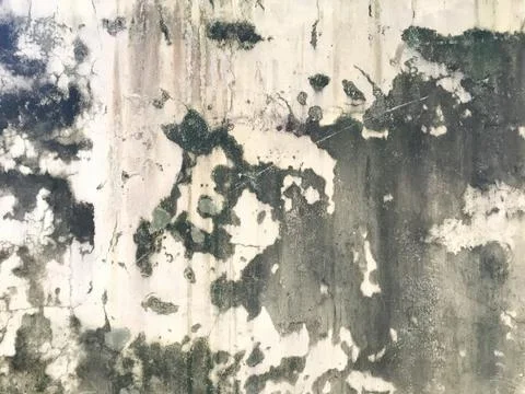 Background texture the surface of old concrete slab covered with moss or algae Foto stock