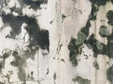 Background texture the surface of old concrete slab covered with moss or algae Stock Photos