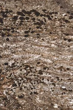 Background texture. Surface of tree bark with moss in sunlight. Copy space. V Foto stock