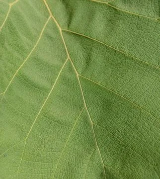 Background texture of Taro Stock Photos