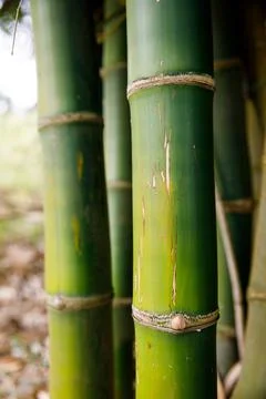Background texture thickets of bamboo trees Stock Photos