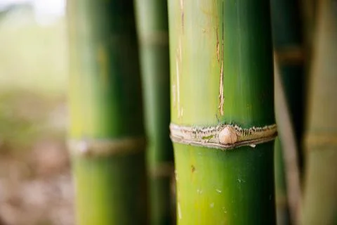 Background texture thickets of bamboo trees Stock Photos