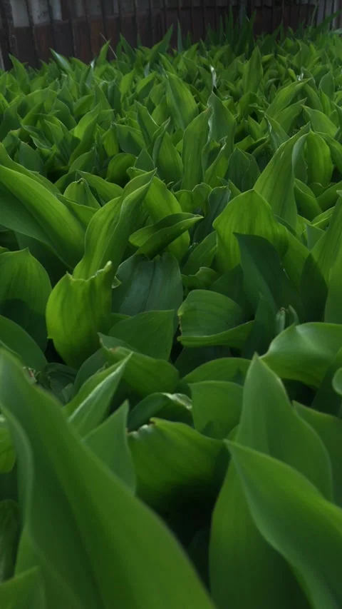 Background texture thickets of green flowers large leaves in diffused light Stock Footage 241179774